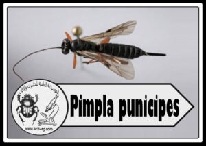 حشرة البمبلا Pimpla دورة الحياة والوصف المورفولجي