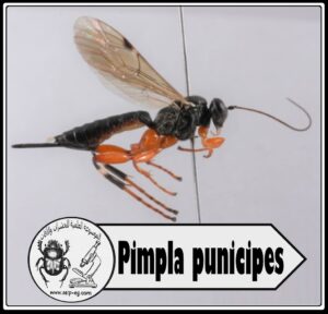 حشرة البمبلا Pimpla دورة الحياة والوصف المورفولجي