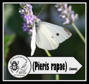 أبو دقيق الكرنب Pieris rapae L. الوصف المورفولوجي و دورة الحياة والمكافحة