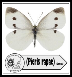 أبو دقيق الكرنب Pieris rapae L. الوصف المورفولوجي و دورة الحياة والمكافحة