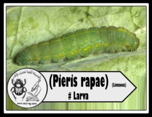 أبو دقيق الكرنب Pieris rapae L. الوصف المورفولوجي و دورة الحياة والمكافحة