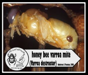 حلم الفاروا Varroa mite دورة حياته وأضراره على نحل العسل وطرق المكافحة