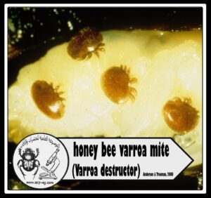 حلم الفاروا Varroa mite دورة حياته وأضراره على نحل العسل وطرق المكافحة