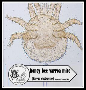 حلم الفاروا Varroa mite دورة حياته وأضراره على نحل العسل وطرق المكافحة