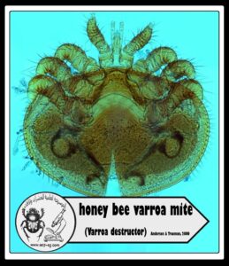 حلم الفاروا Varroa mite دورة حياته وأضراره على نحل العسل وطرق المكافحة