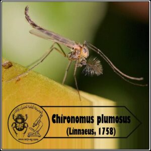 Chironomus plumosus (Linnaeus, 1758)