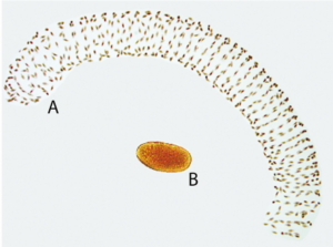 بيض الهاموش غير الواخز The Non – Bitng Midges دورة الحياة والوصف المورفولوجي و التصنيف الحشري