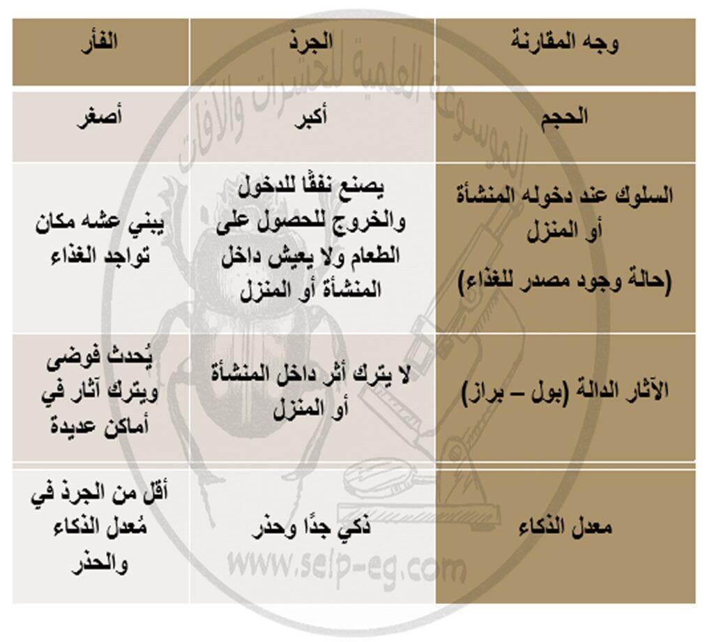 مقارنة بين الجرذ والفأر